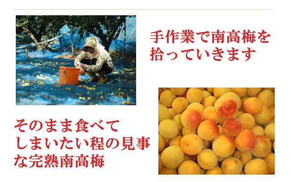 梅干し,梅,青梅,梅肉エキス,紀州南高梅干通販の専門店 - 深見梅店 -お試しセット